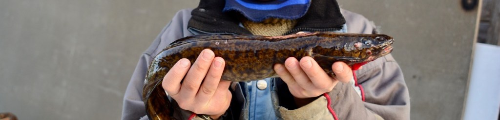 Хорек, рыбак, и тутти&nbsp;кванти…